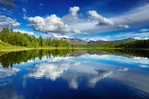 I cambiamenti climatici e gli effetti sugli alberi