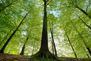 Schianto di alberi: chi paga i danni?